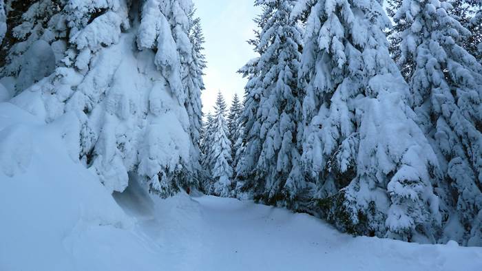 Еловый лес зимой в снегу