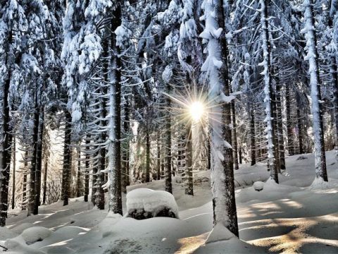 Рассвет в зимнем лесу