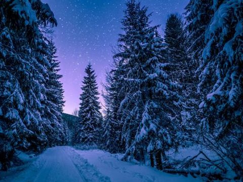 Еловый лес зимней ночью