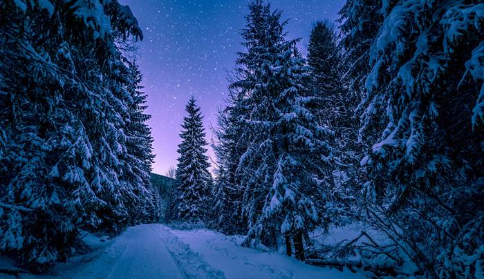 Еловый лес зимней ночью