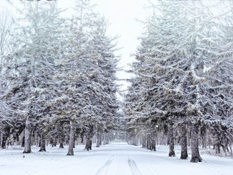 Дорога в заснеженном еловом лесу