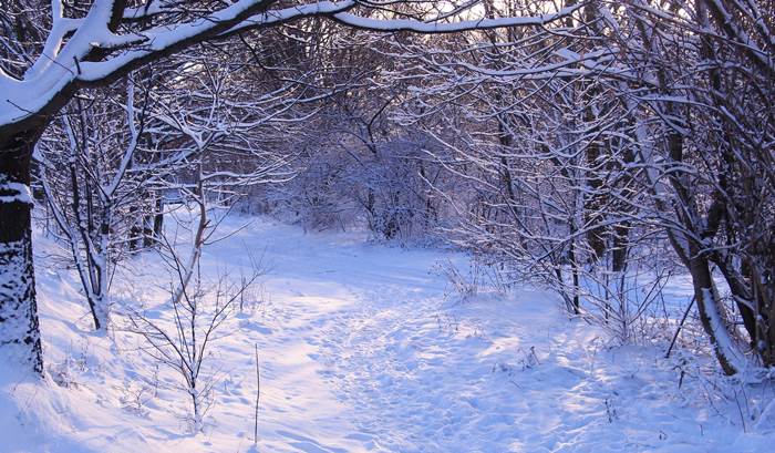 Снег в лесу зимой