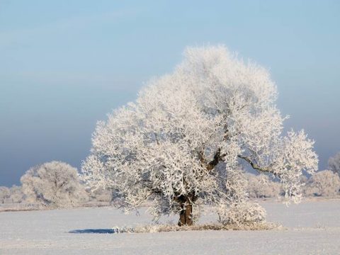 Заснеженное дерево зимой