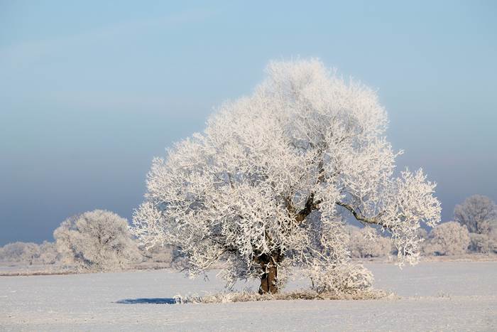 Заснеженное дерево зимой