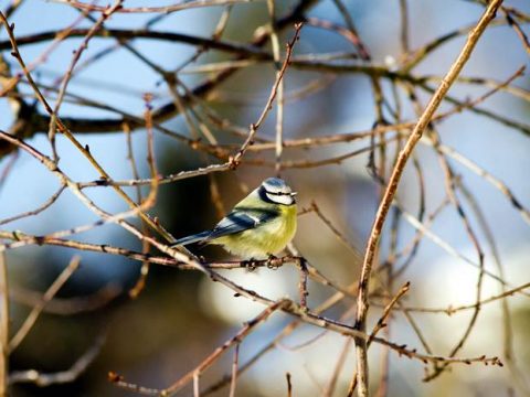 Птица Лазоревка на ветке дерева зимой