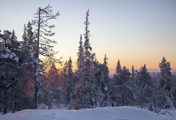 Зимние сумерки в лесу