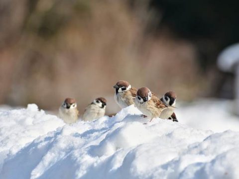 Воробьи на снегу зимой