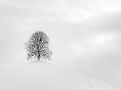 Одинокое дерево снежной зимой