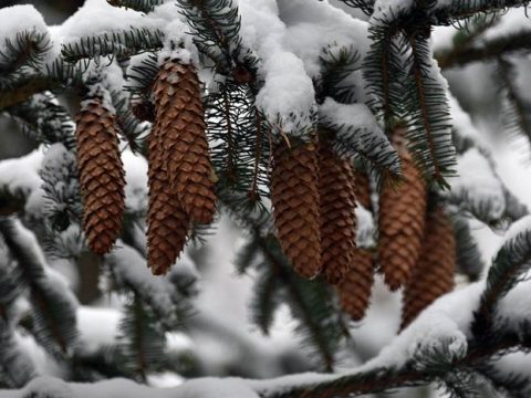 Еловые шишки зимой