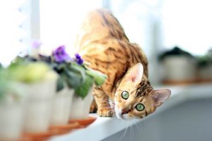 Кошка на подоконнике