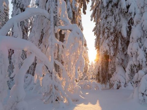 Снежный лес зимой на рассвете