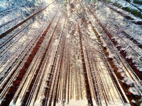 Сосновый лес зимой