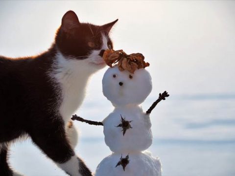 Кошка и снеговик зимой