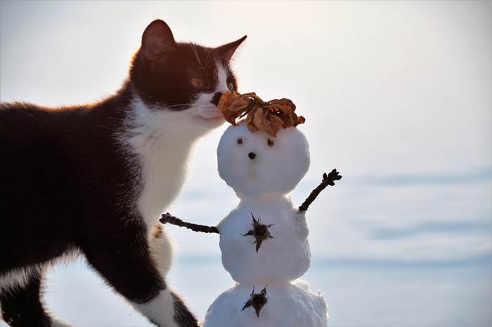 Кошка и снеговик зимой