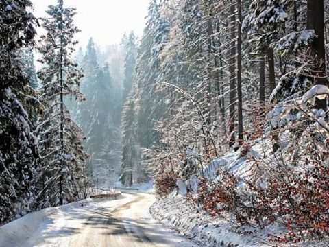 Дорога в зимнем сосновом лесу