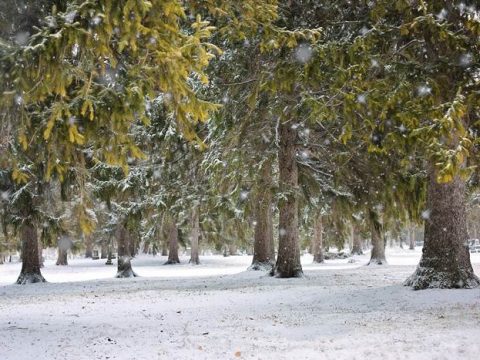 Снежная зима в сосновом лесу