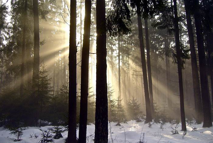 Рассвет в зимнем лесу