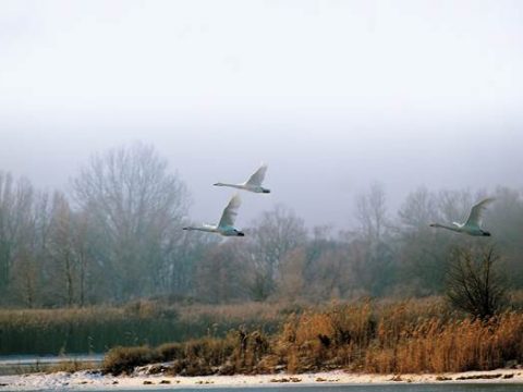 Гуси летят над рекой