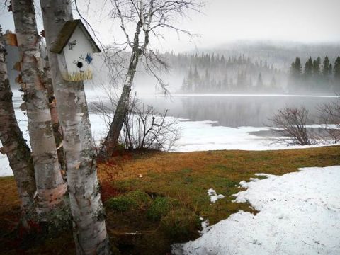 Скворечник на дереве весной