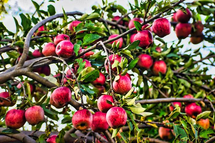 Много спелых яблок на яблоне
