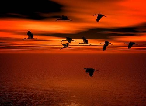 Перелётные птицы аисты на закате
