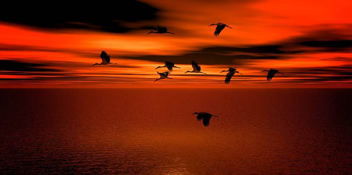 Перелётные птицы аисты на закате