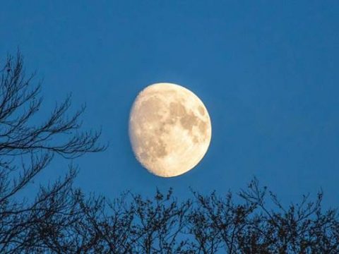 Растущая Луна на фоне деревьев