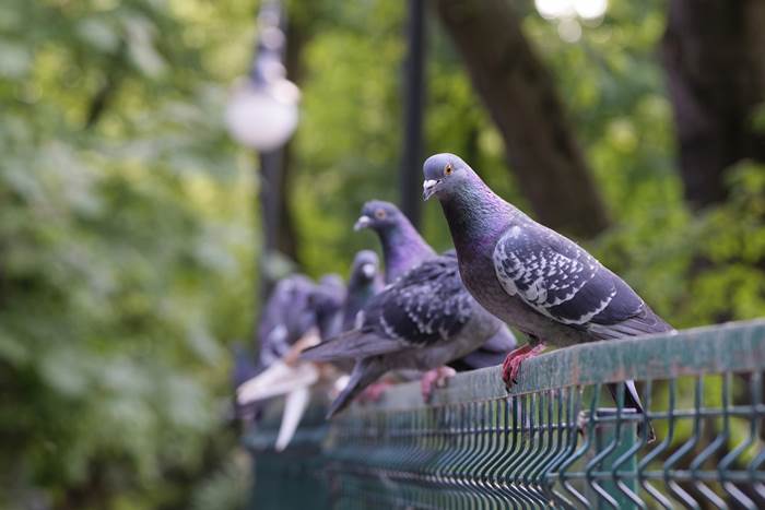 Голуби на заборе