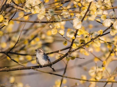 Птица на ветвях ивы весной