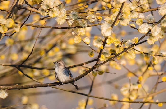 Птица на ветвях ивы весной