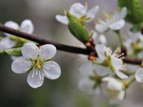 Цветущее дерево весной