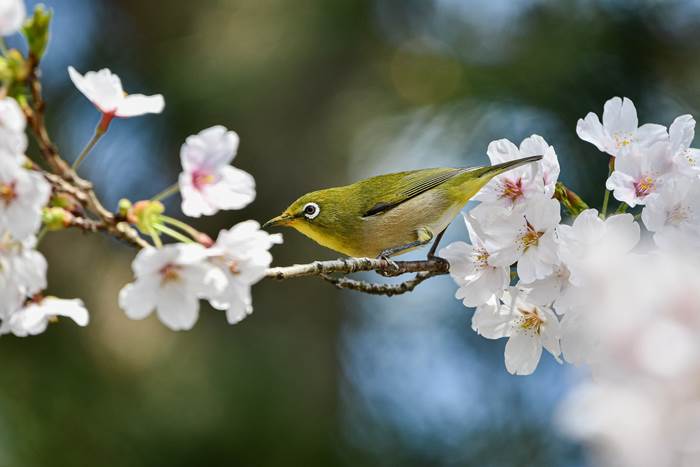 Птица на цветущем дереве весной