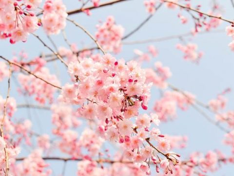 Цветущая вишня или сакура весной