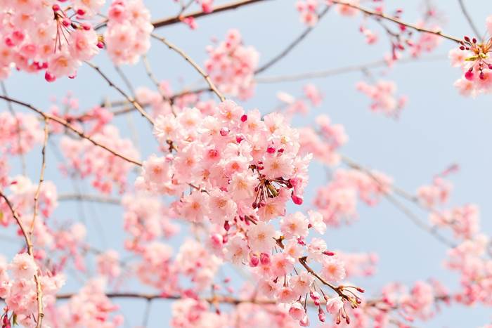 Цветущая вишня или сакура весной