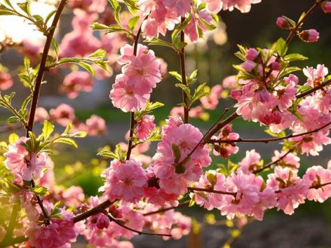 Цветущая сакура весной