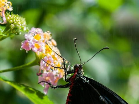 Бабочка на цветке летом
