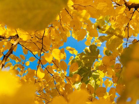 Жёлтые кроны деревьев осенью