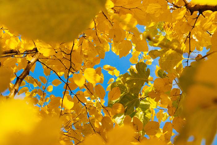 Жёлтые кроны деревьев осенью