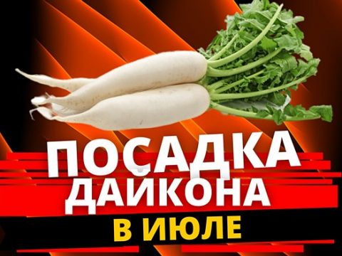 Посадка дайкона в июле