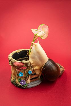 Улитка ахатина