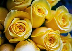 Жёлтые розы