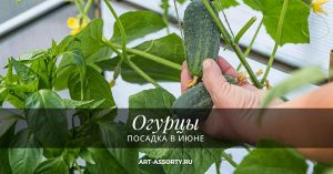 Посадка огурцов в июне
