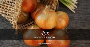Посадка лука в июне