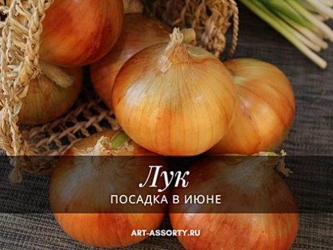 Посадка лука в июне