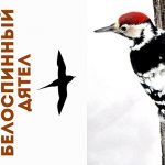 Белоспинный дятел фото самец