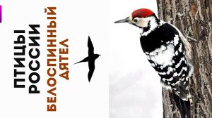 Белоспинный дятел фото самец