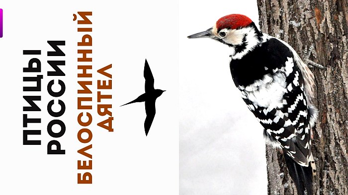 Белоспинный дятел фото самец
