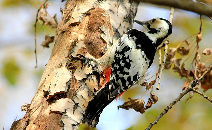 Белоспинный дятел фото самка