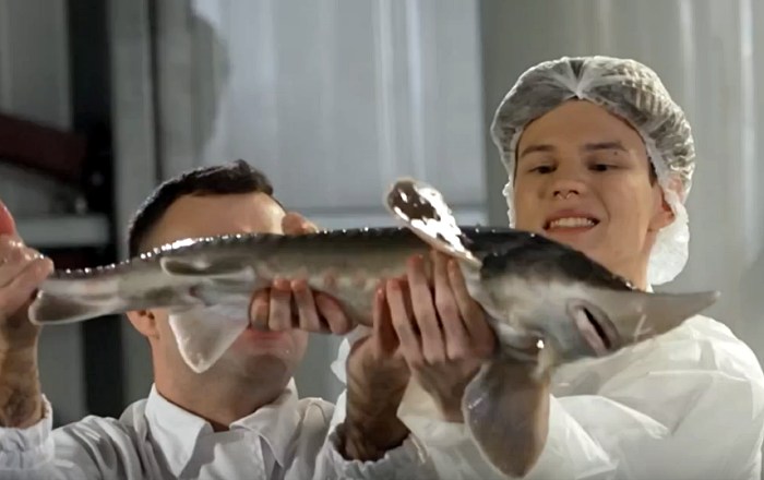 Молодые ножи 10 выпуск 2 сезона